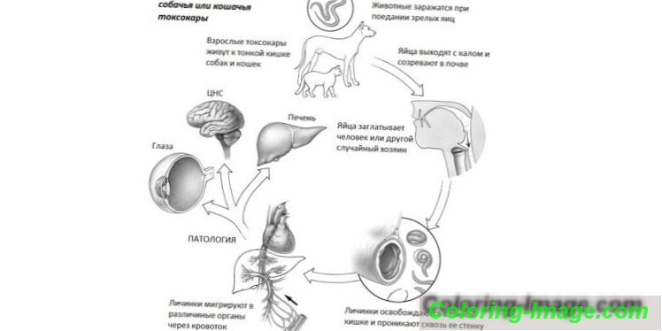 Токсокароз лечение у взрослых препараты схема лечения. Токсокароз схема лечение у взрослых 2022. Токсокароз в желчном пузыре.