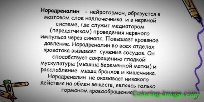 Норадреналін - формула, дія на людину, дозування, протипоказання і відгуки