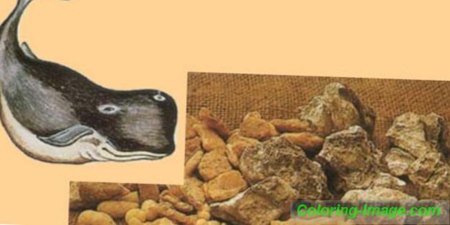 Ambergris - čo to je a pôvod prírodných, syntetických analógov, najznámejších parfumov a vôní