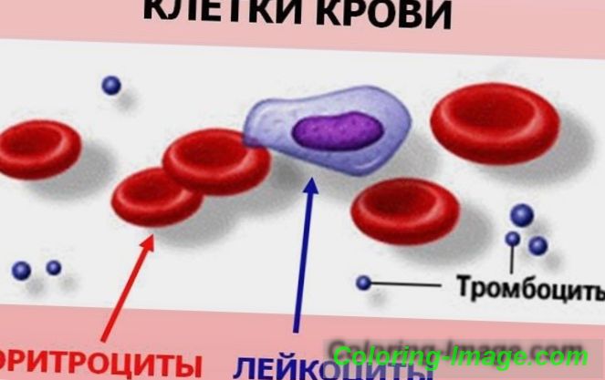 Soja u krvi: norme, uzroci povećanja i smanjenja soje