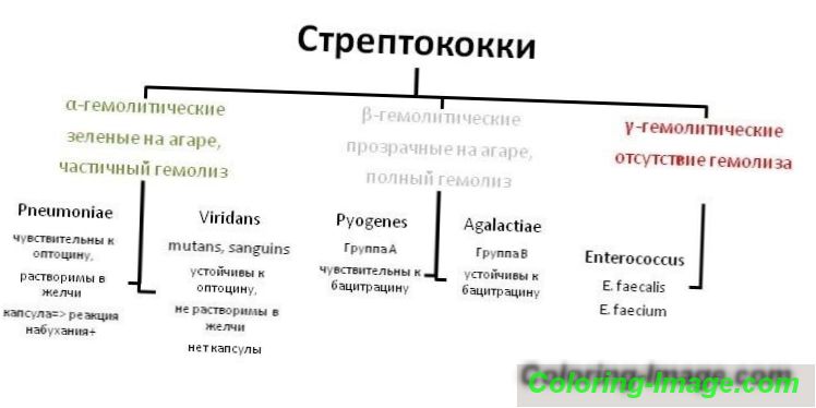 Streptococcus viridans что это. Антибиотик чувствительный к стрептококку. Стрептококк вириданс чувствительность к антибиотикам. Стрептококк вириданс антибиотики против. Streptococcus Viridans антибиотики чувствительные.