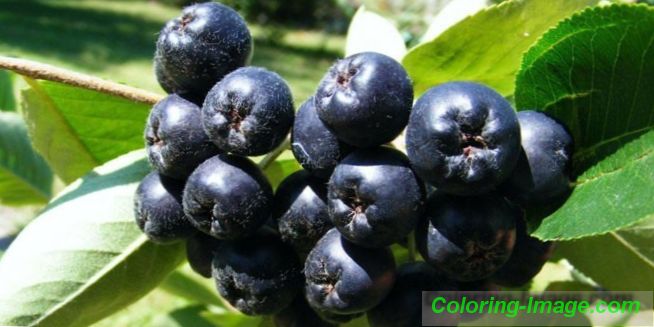 Chokeberry - liečivé vlastnosti a kontraindikácie bobúľ