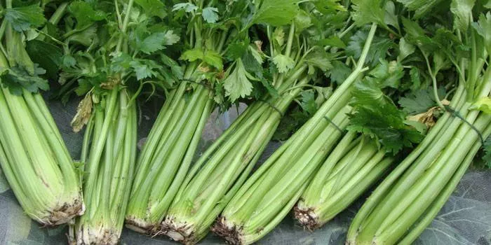 Salát z řapíkatého celeru na hubnutí - zdravé dietní recepty s fotkami