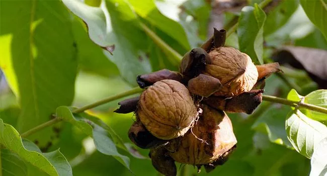 Potraviny pro spalování tuků a zrychlení metabolismu