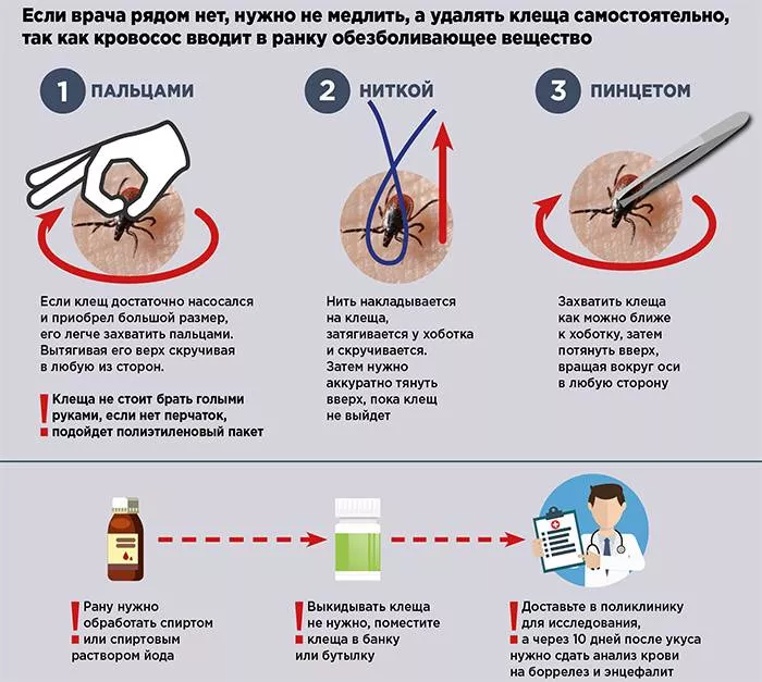 Príznaky a následky uhryznutia kliešťom